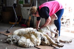 Shearing Demonstrations