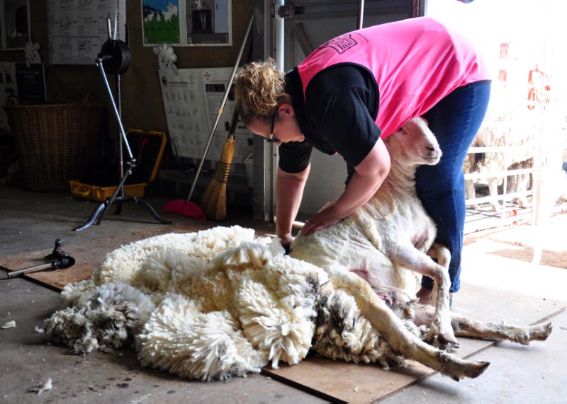 Shearing Demonstrations