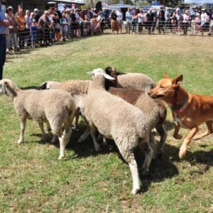 From shearing to wood chopping, the Waroona Agricultural  Show has something for everyone.