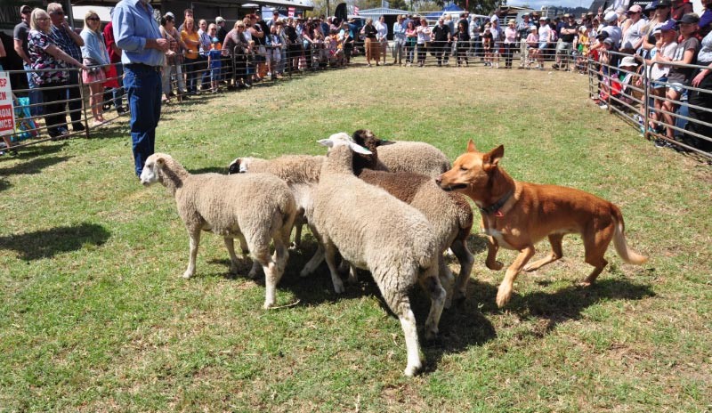 From alpacas to wood chopping, the Waroona Agricultural  Show has something for everyone.