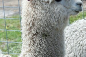 Alpaca (2)