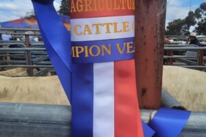 Champion Cattle