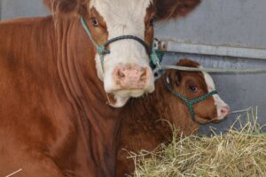 Cows at the Waroona Show