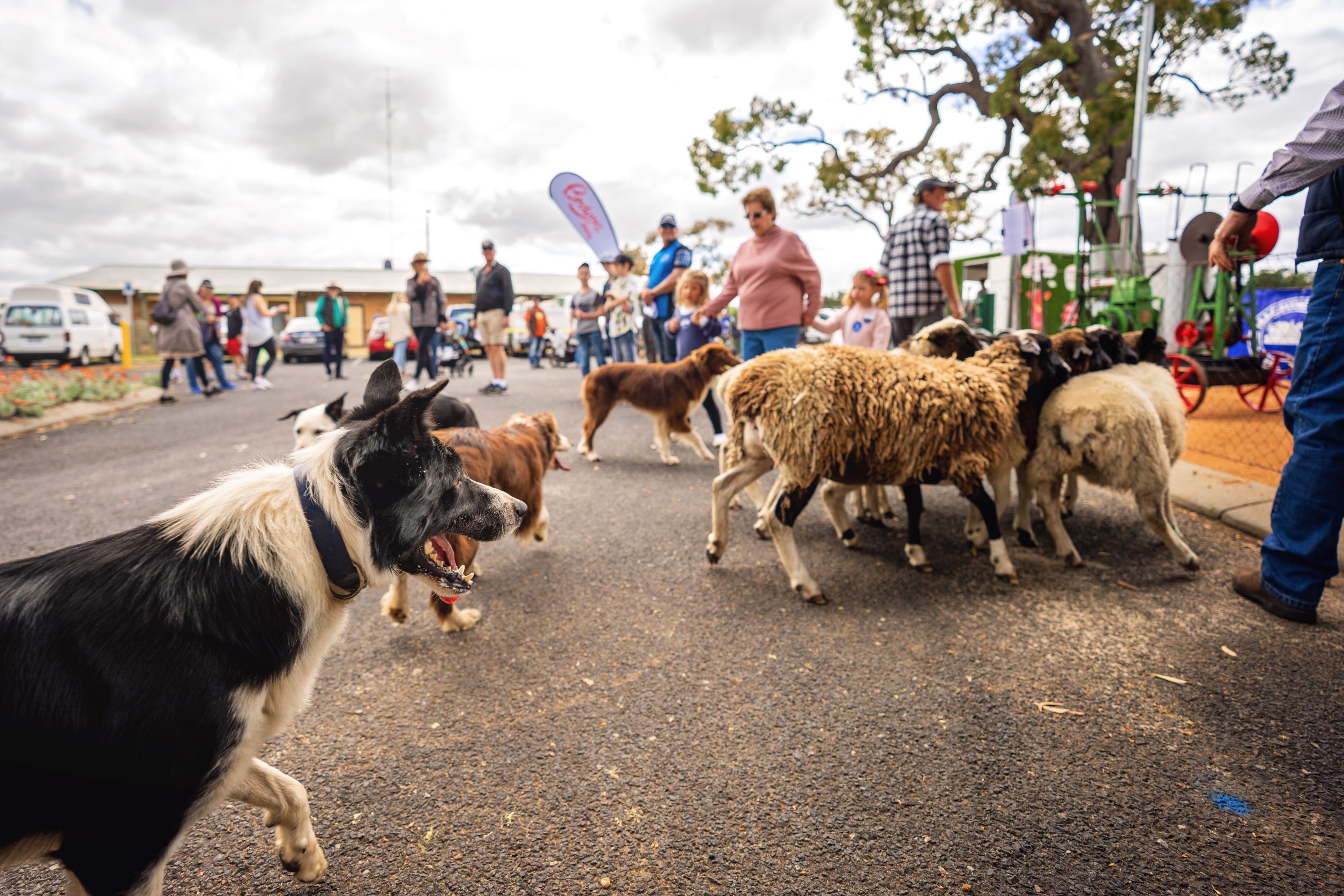 Herding sheep in crowd Waroona Show D Lacey