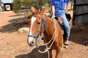 Holly Snell horse rider (2)