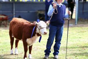 IMG_0794_Cattle-Stud-sml-300x274