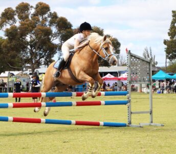 Equestrian Events Get in early to watch the Equestrian competitions with both horses and riders looking their best for halter classes, hacking, jumping and carriage events.
