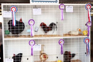 Poultry_Winners