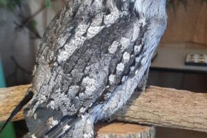 Redz Zoo Tawny Frog Mouth