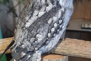 Redz Zoo Tawny Frog Mouth