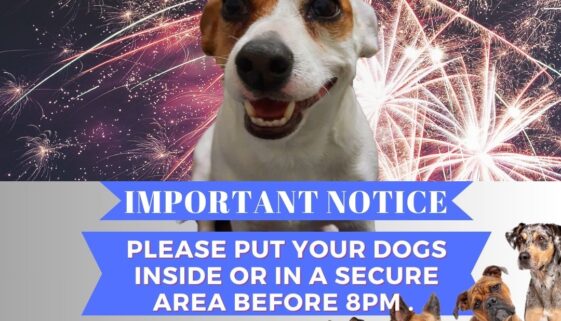 Dogs and Fireworks vs 2