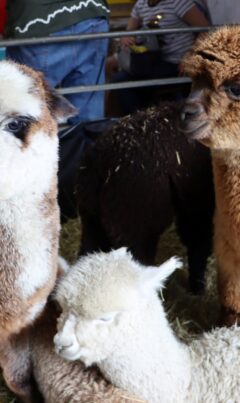Alpacas