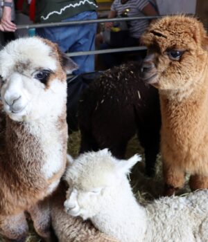 Alpacas