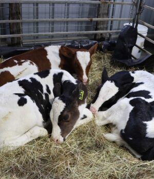 Calves. Waroona Show JPG