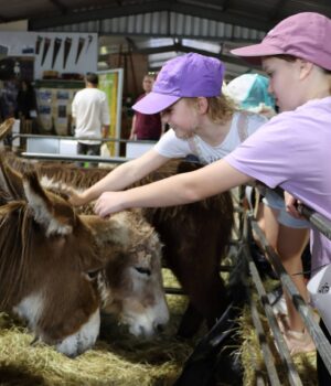 Donkeys Farm Shed
