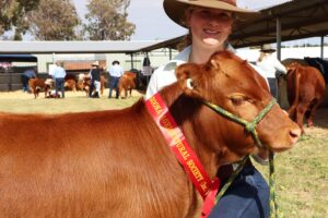 Stud Cattle profile Stud Cattle profile