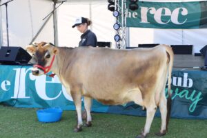 Belinda the Cow at the Rec Main Stage Waroona Show Belinda the Cow at the Rec Main Stage Waroona Show
